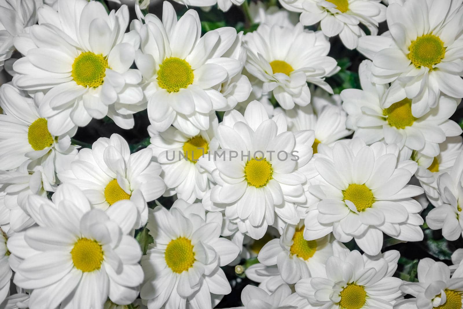 bouquet of chrysanthemums on a black background macro