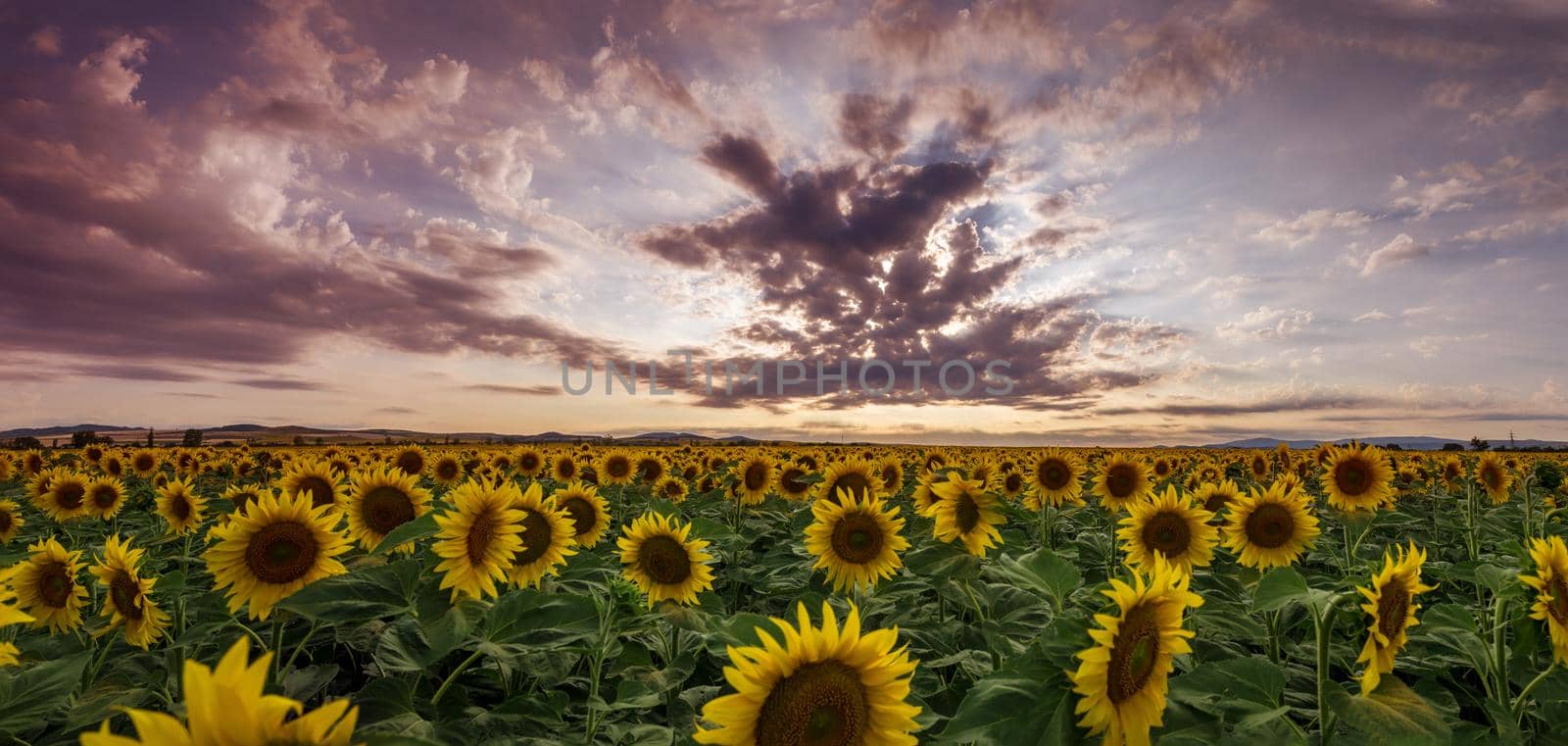 sunflower harvest panorama sunset background