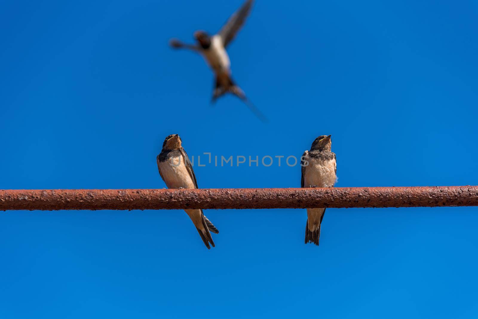 Swallows on the wires. Swallows against the blue sky. The swallo