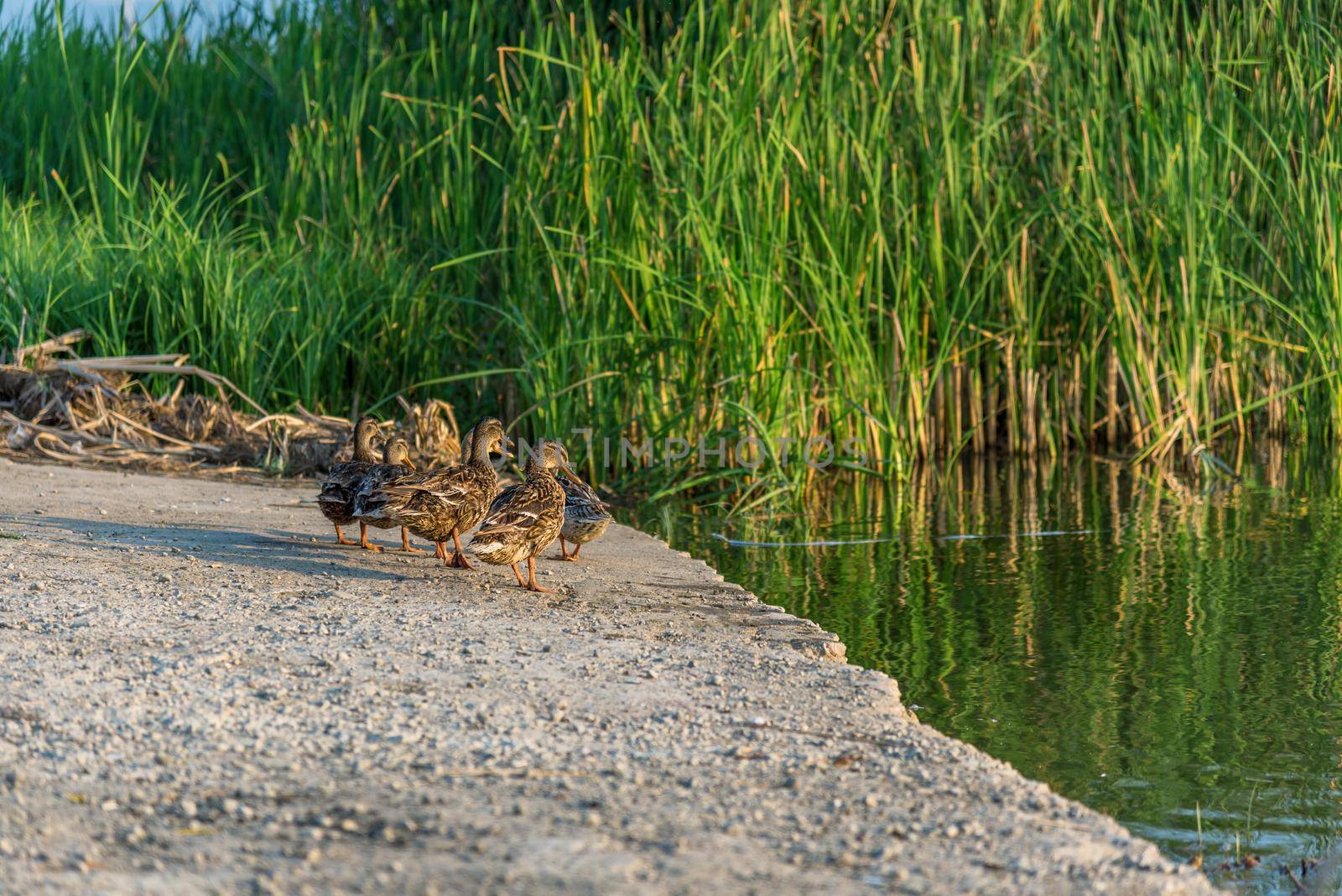Pair of mallard ducks on the shore in summer 