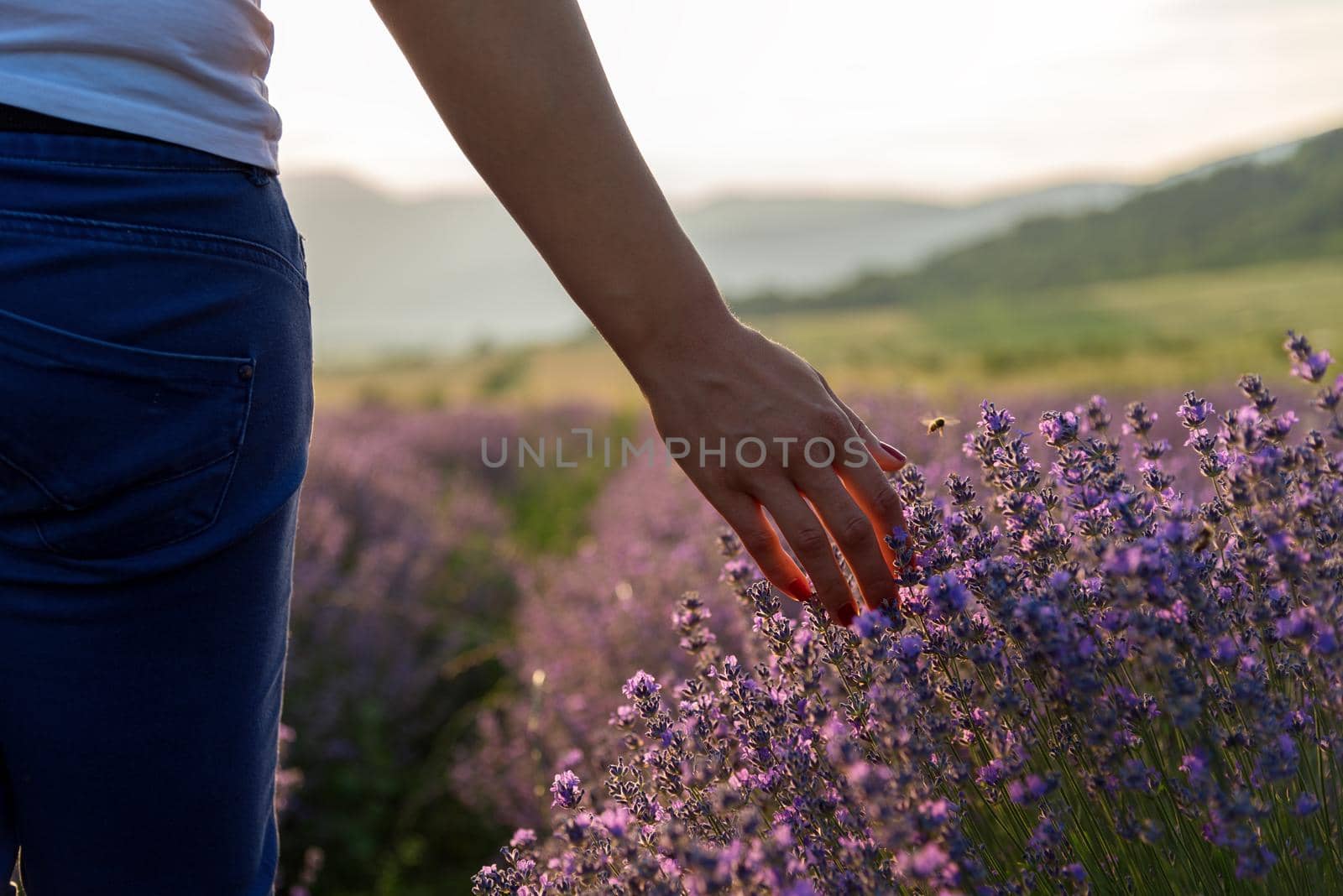 Touching the lavender at beautiful sunset
