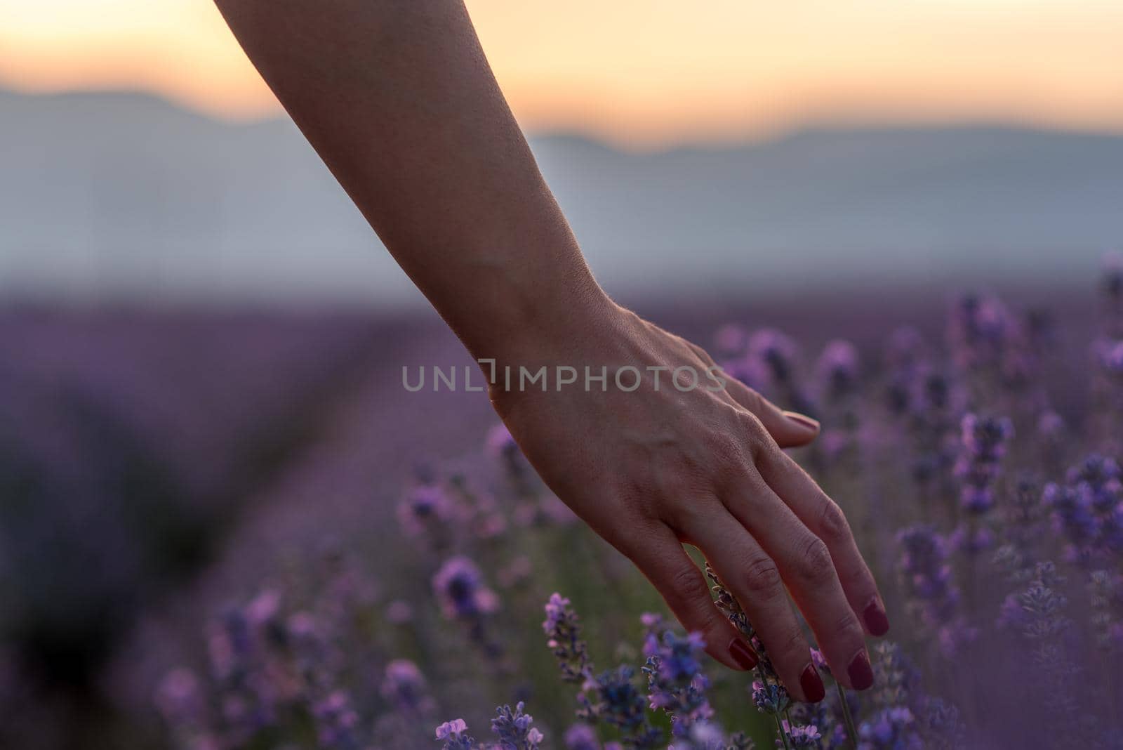 Touching the lavender at beautiful sunset 