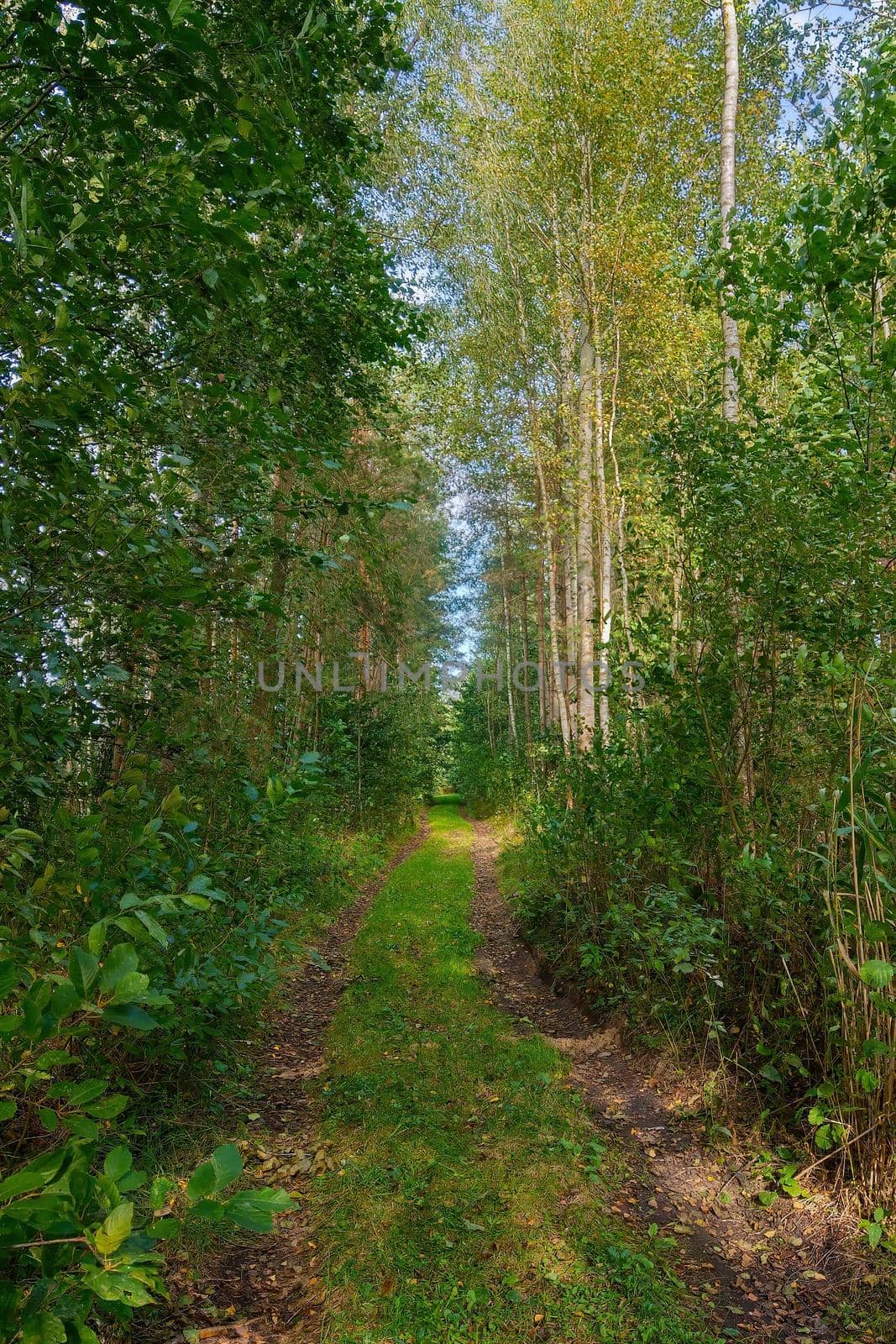 Beautiful green forest road in early spring