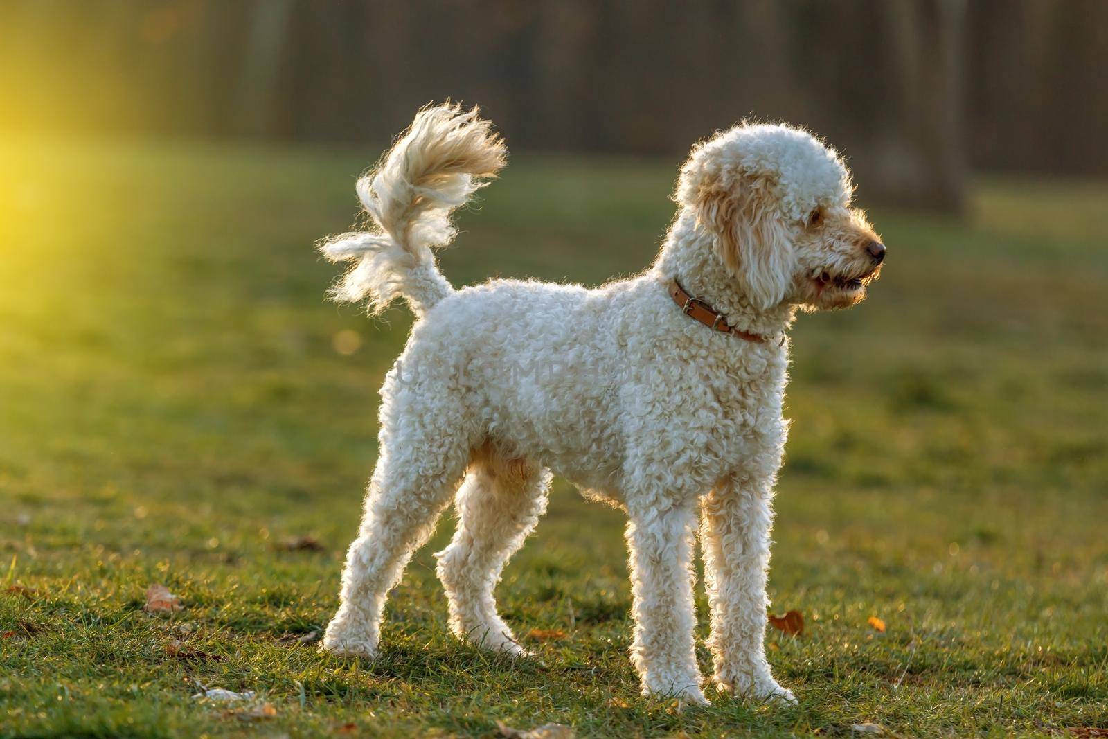 White poodle dog by ba11istic