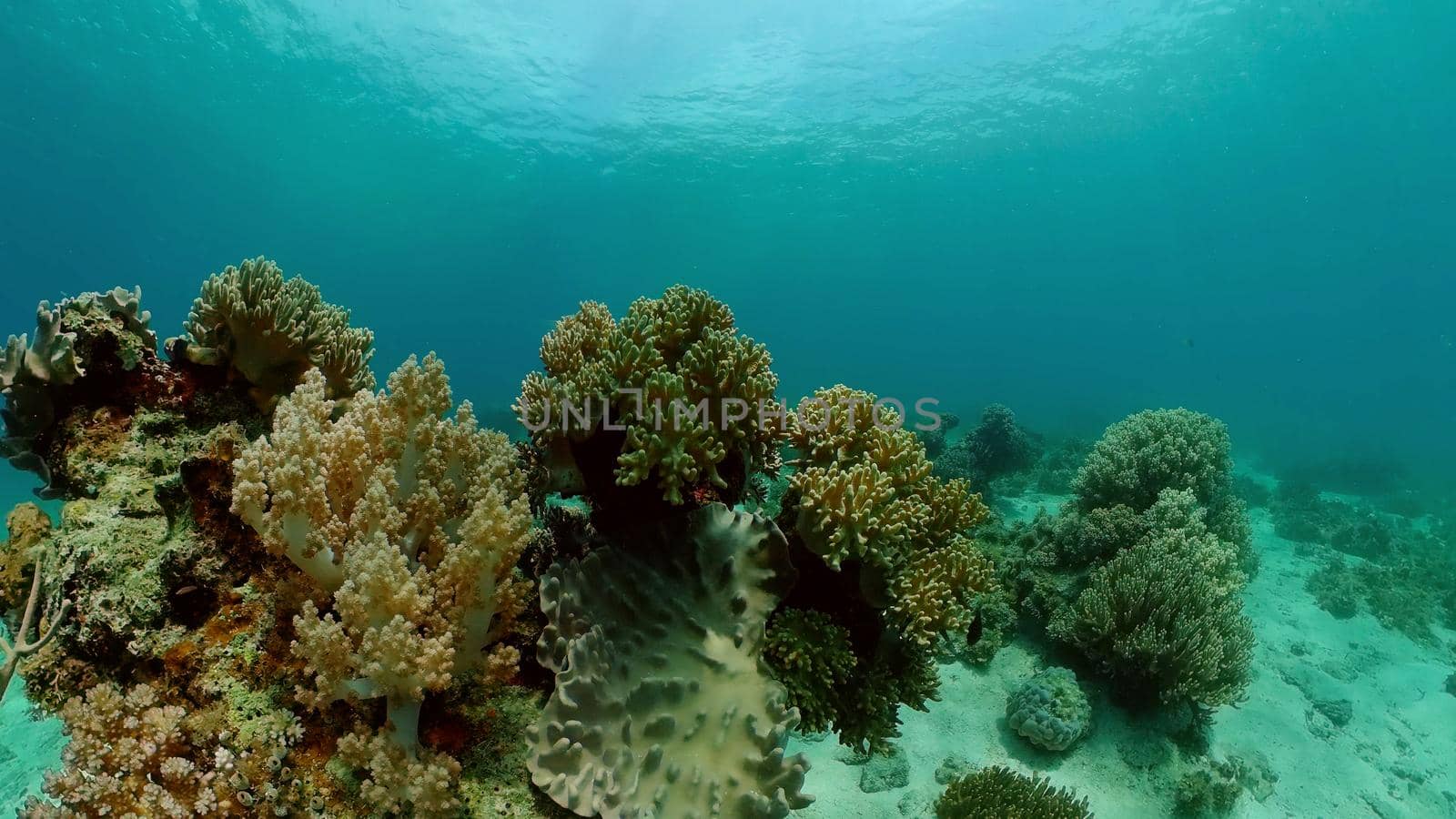 Sealife, Diving near a coral reef. Beautiful colorful tropical fish on the lively coral reefs underwater. Philippines.