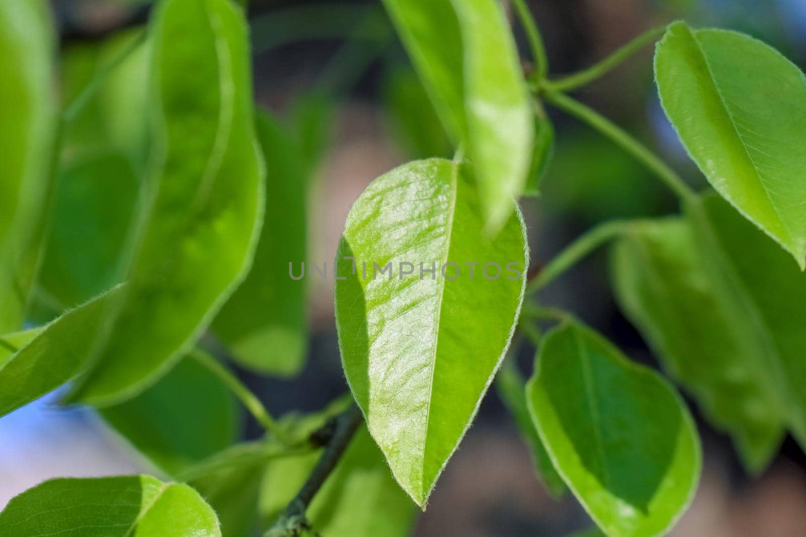 young leaves on tree branches as background by roman112007