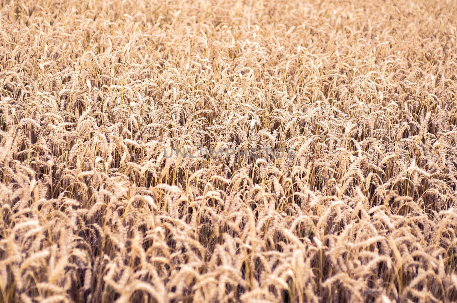 Golden rye field. Ripe grain spikelets. Cover crop and a forage crop. Agricultural concept. Summer rural scenery. Background of ripening ears of wheat field. Rich harvest concept. Grain backdrop with copy spac by KajaNi