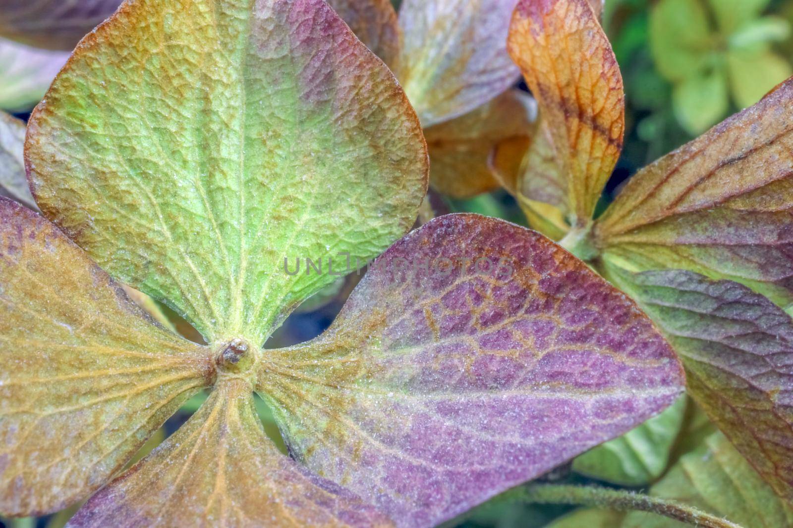 dried hydrangea flower as background close up