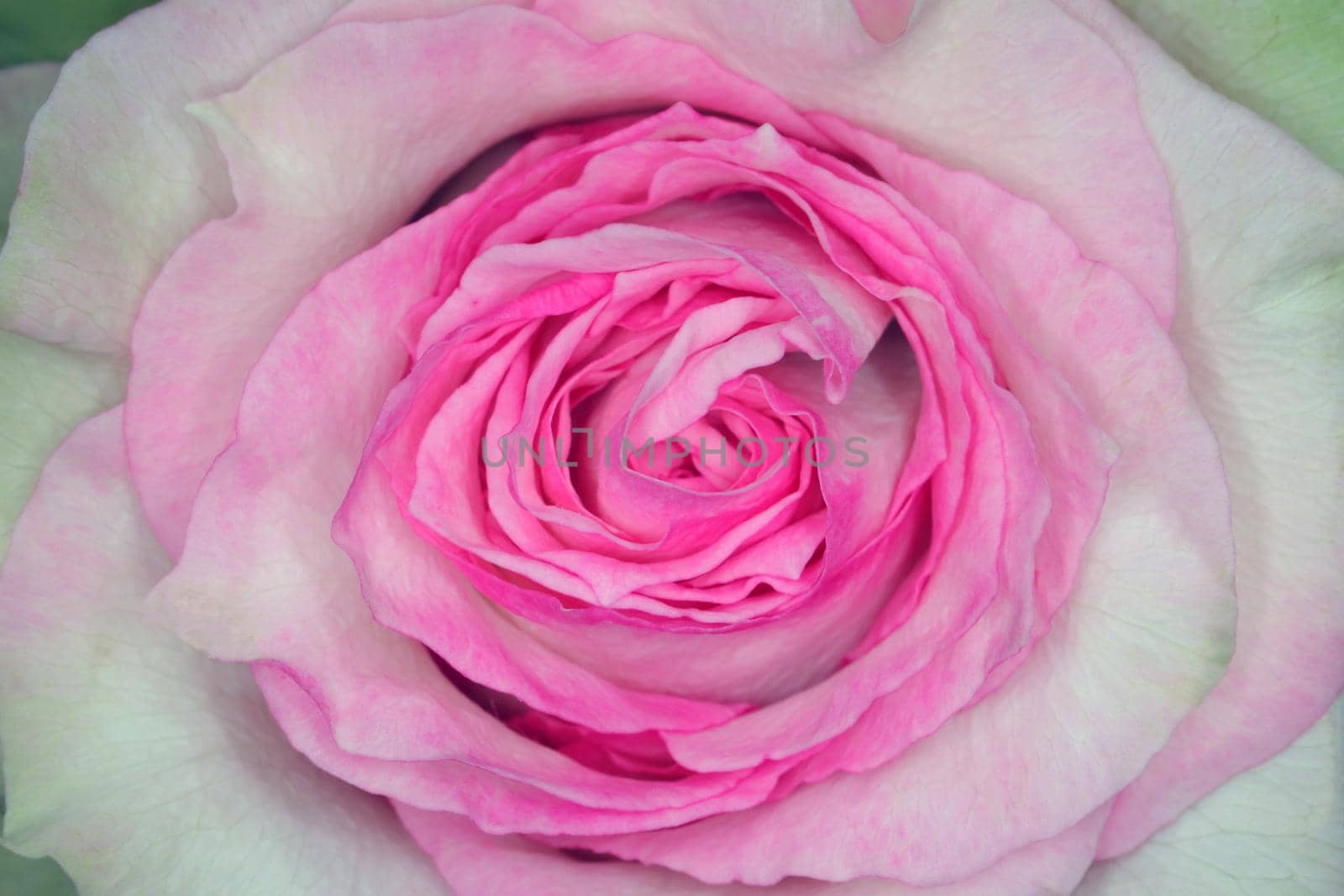 red roses on a purple background macro. High quality photo