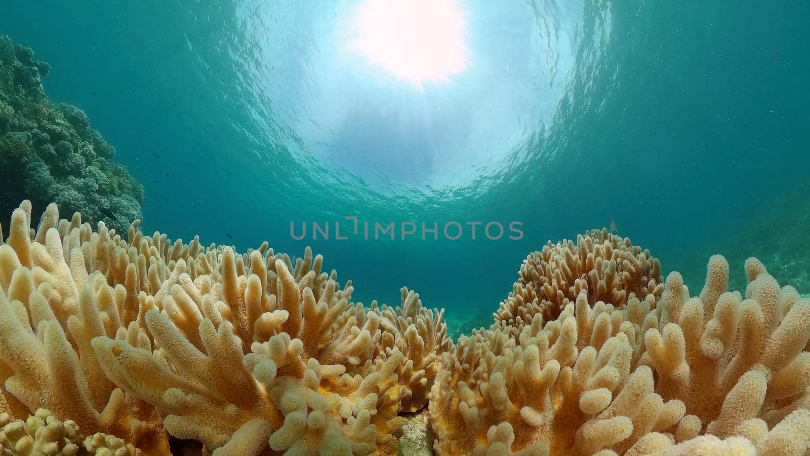 The Underwater World of the with Colored Fish and a Coral Reef. Tropical reef marine. Philippines.
