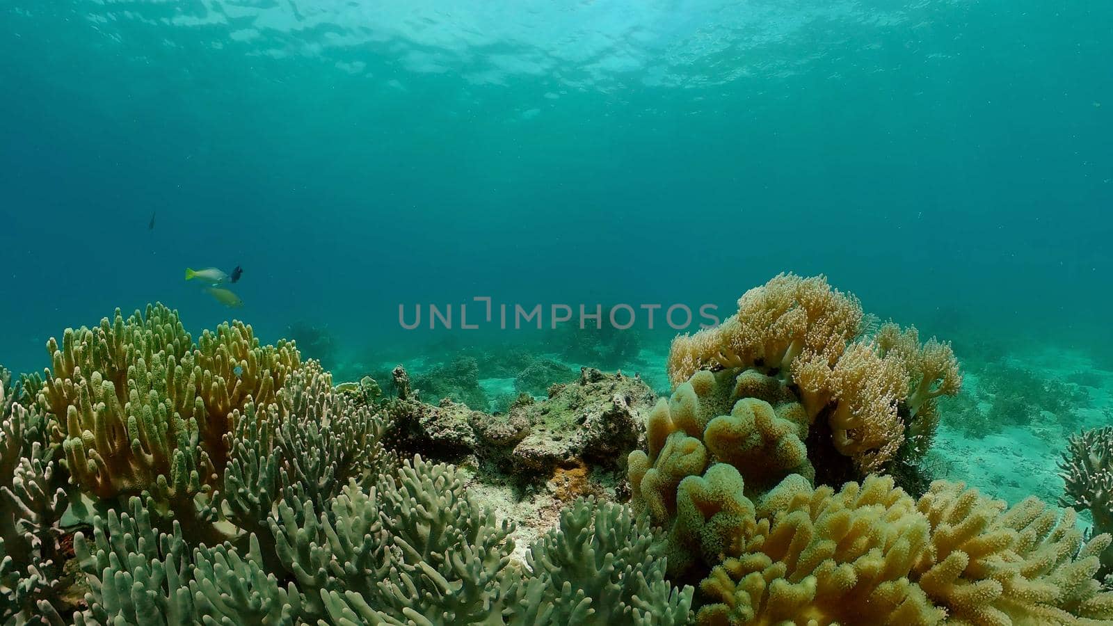 Marine scuba diving. Underwater colorful tropical coral reef seascape. Philippines.
