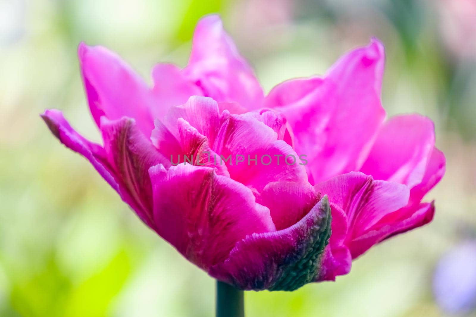 Tulip flower on a beautiful background macro. High quality photo