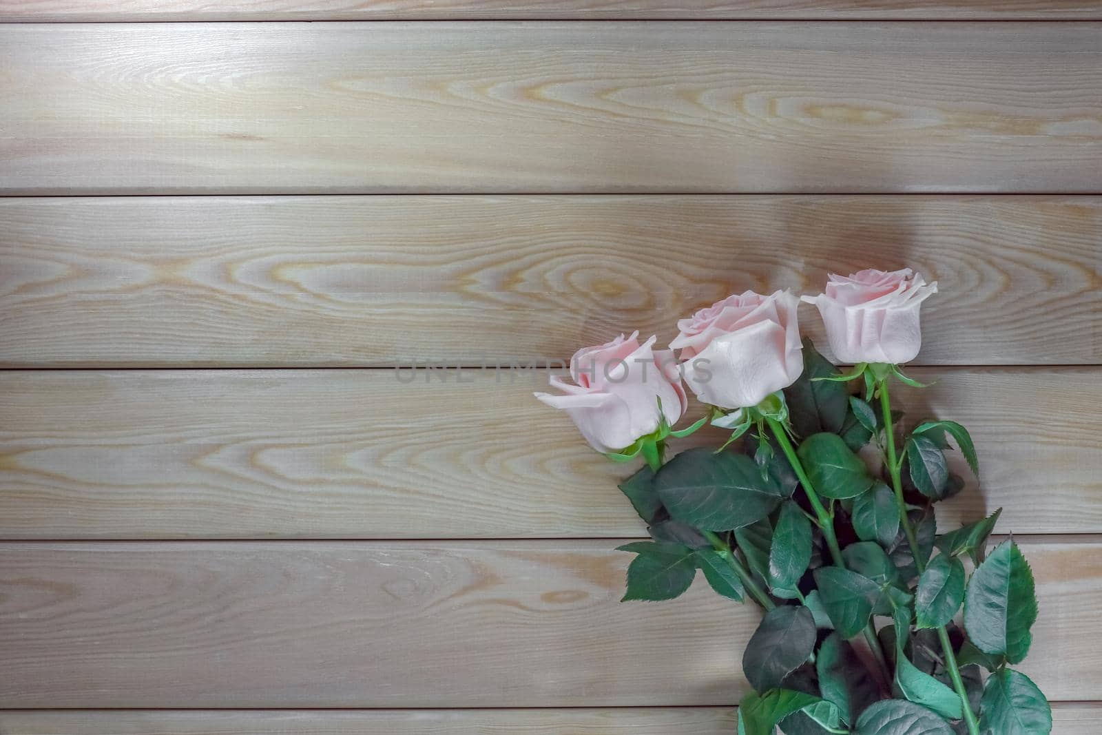 pink roses on a wooden background isolate . High quality photo