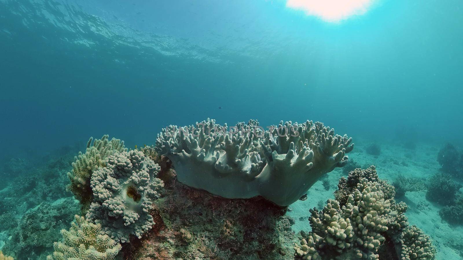 Tropical coral reef seascape with fishes, hard and soft corals. Underwater video. Philippines.