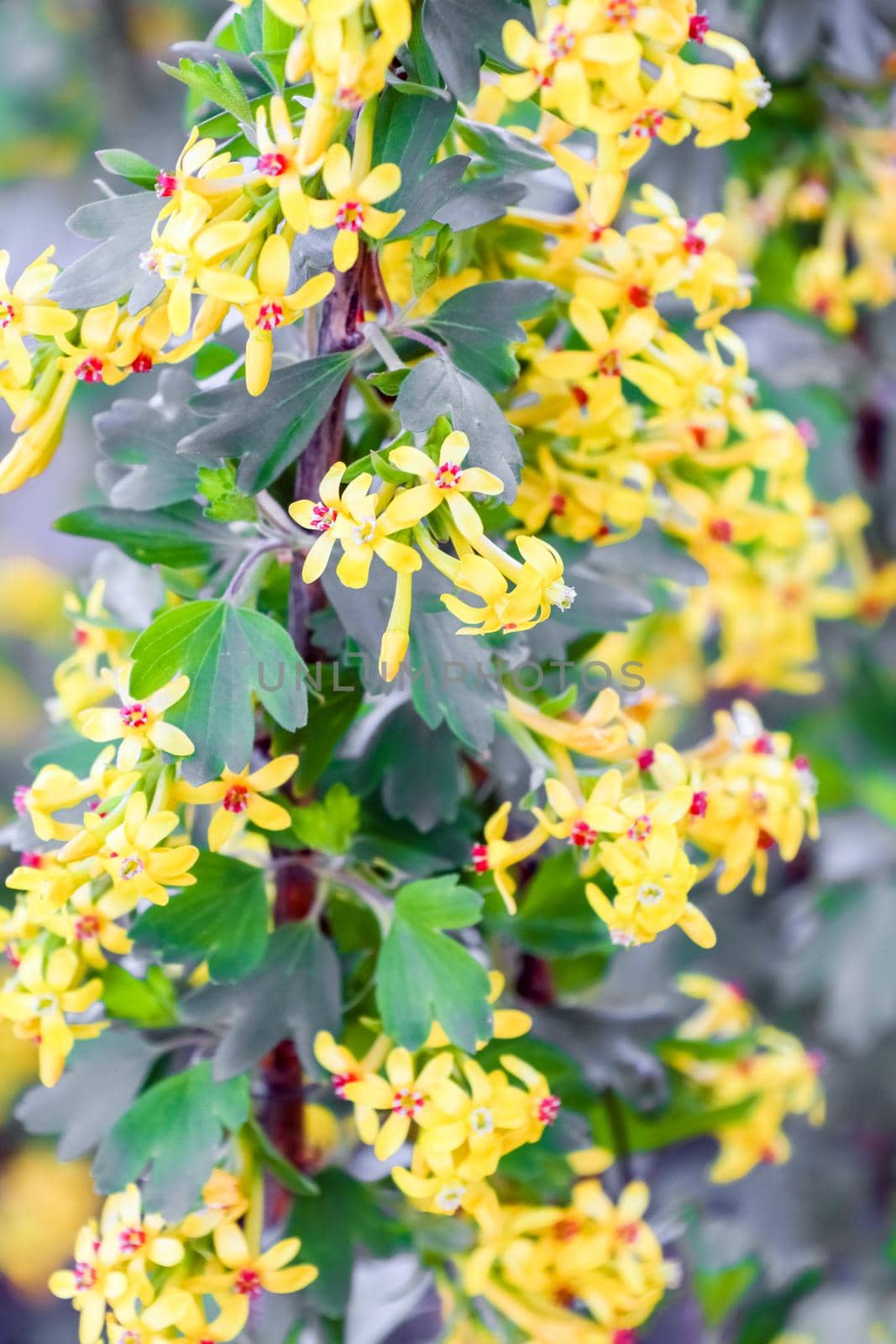 flowering branches of black currant as a background by roman112007