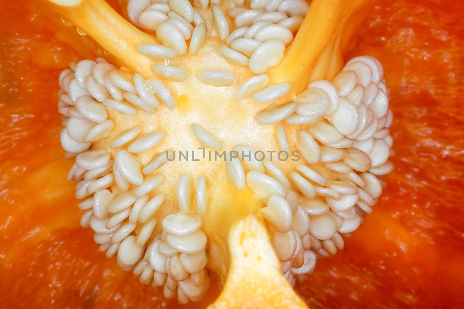 orange bell pepper in the macro section  by roman112007