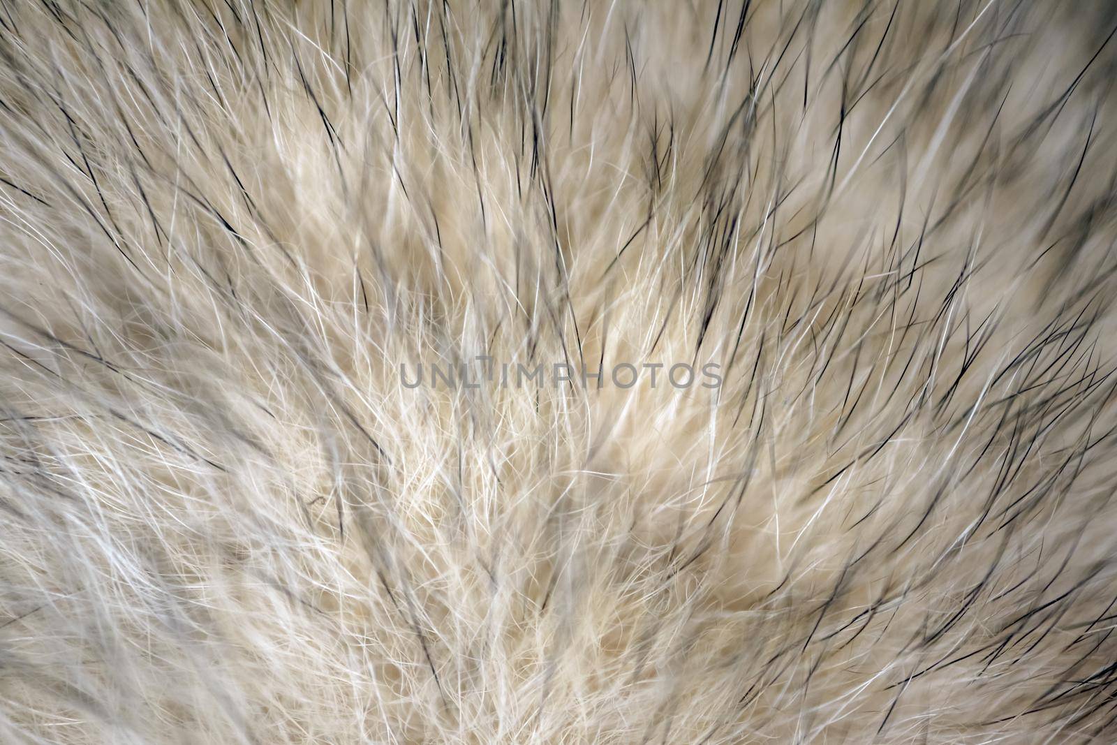 wool fur of animals macro as background by roman112007