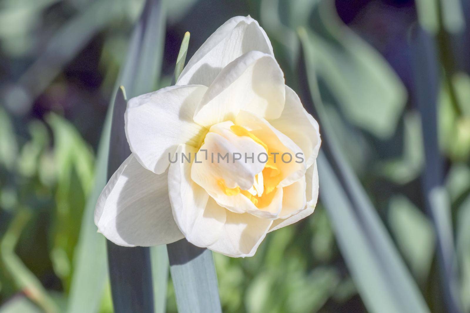 yellow daffodil on a plain background isolate by roman112007