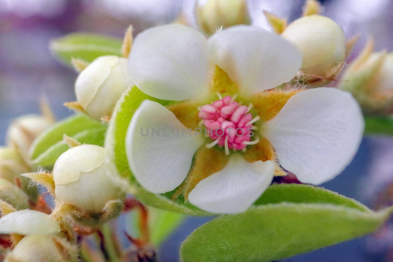 blooming branches of a pear tree close up by roman112007