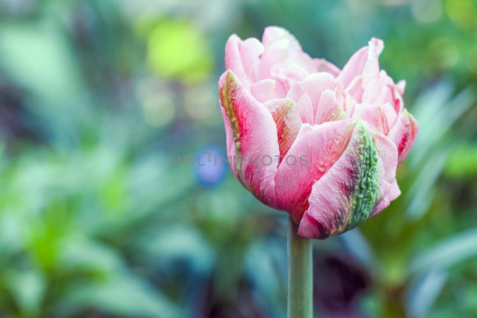 Bud of a Tulip on a beautiful background of macro. High quality photo