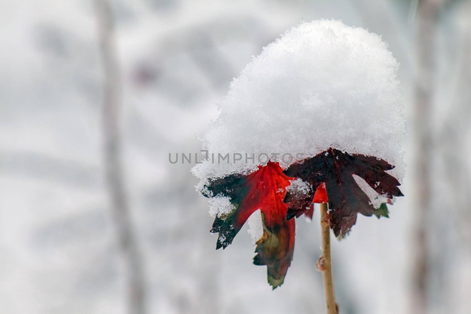 blackcurrant branch in winter with a snow cap. High quality photo