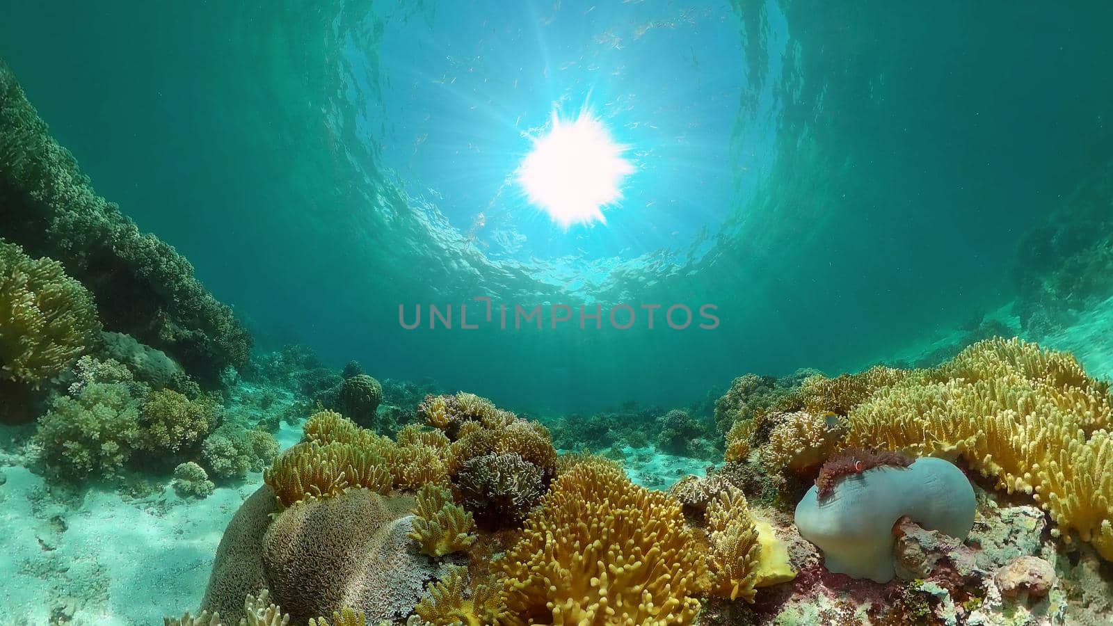 Underwater Tropical Reef View. Tropical fish reef marine. Soft-hard corals seascape. Philippines.