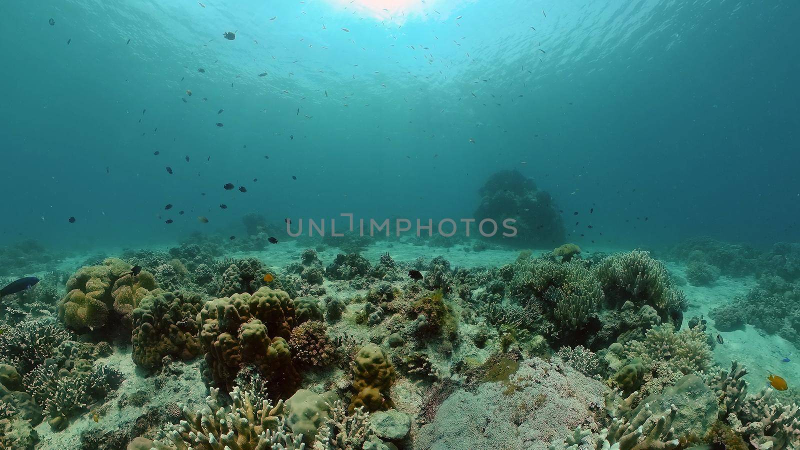 Underwater Scene Coral Reef. Underwater sea fish. Tropical reef marine. Colourful underwater seascape. Philippines.