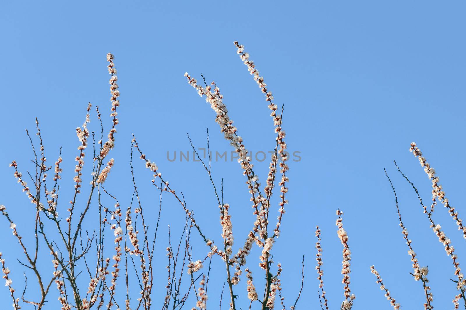 blooming tree branches for the entire frame. High quality photo