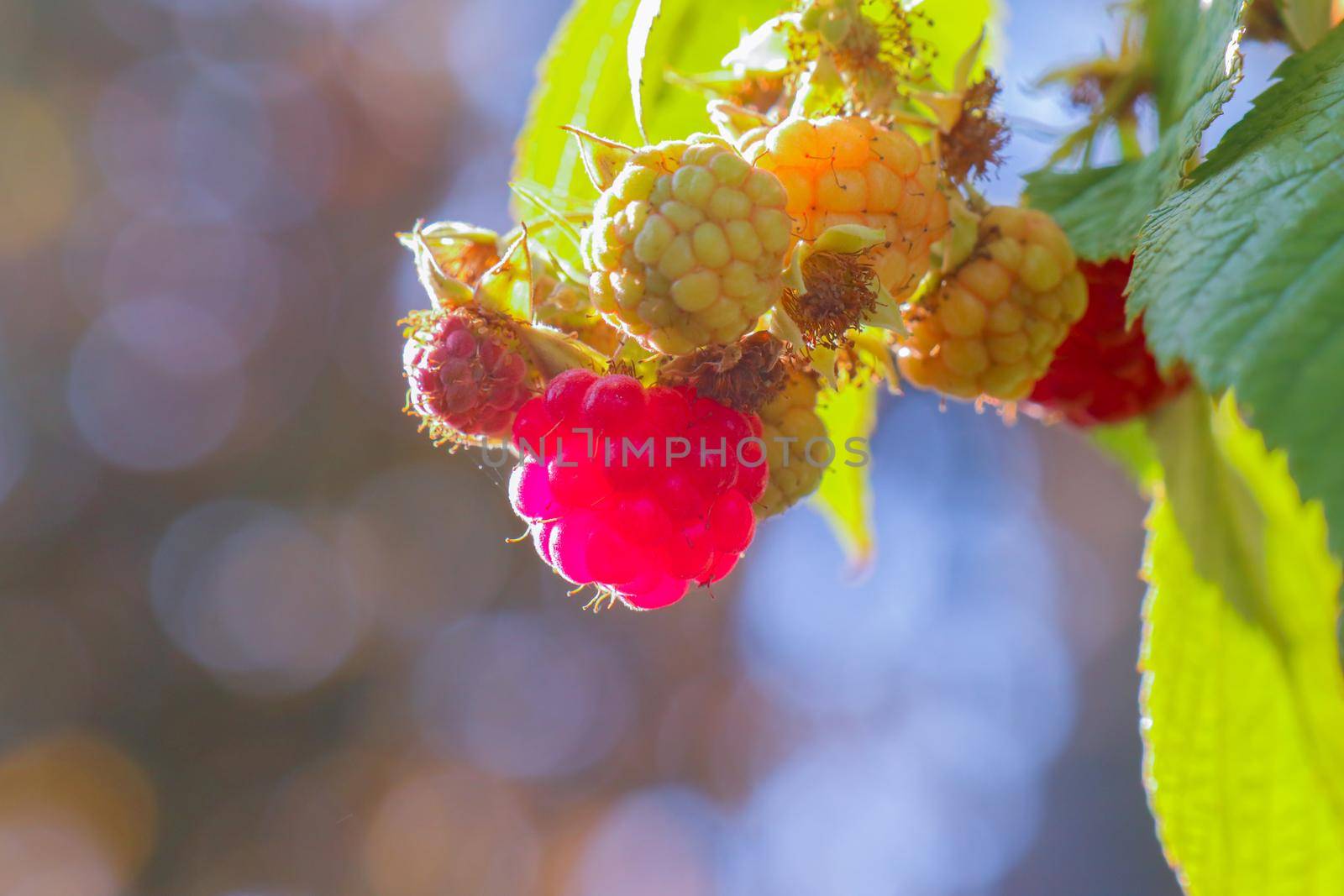 berry raspberry macro as a beautiful background  by roman112007