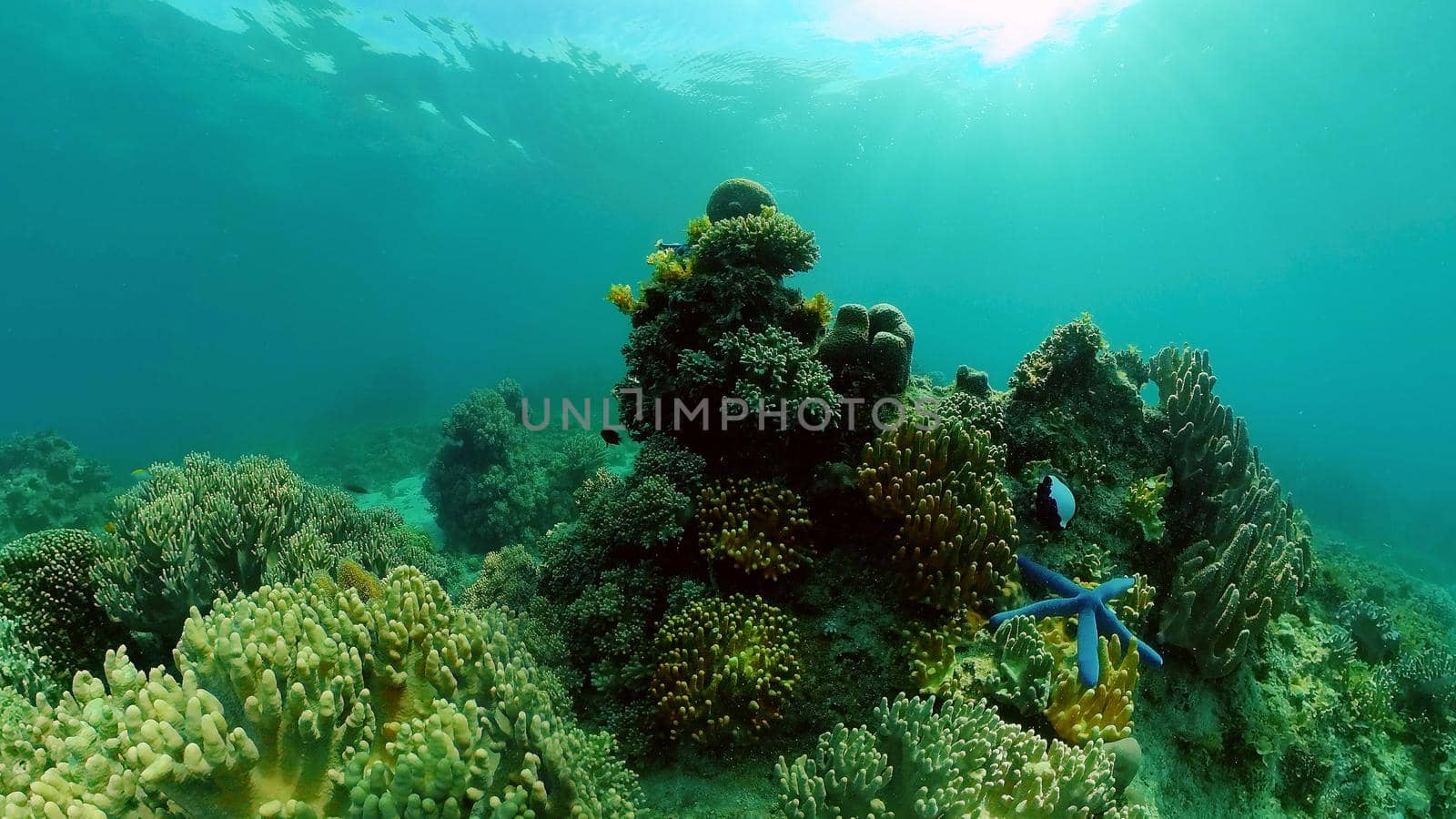 Beautiful underwater landscape with tropical fishes and corals. Life coral reef. Philippines.