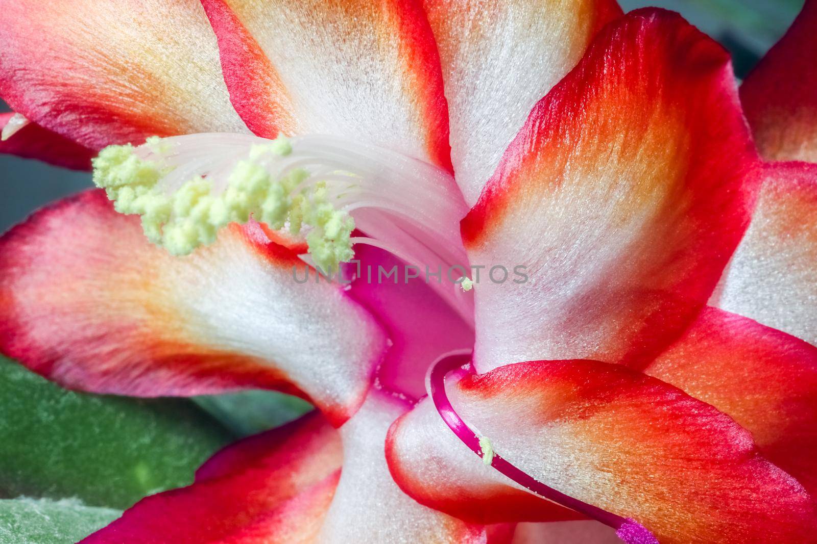 red flower of the Decembrist as a close up macro. High quality photo