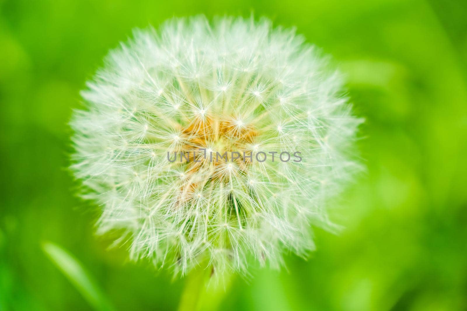 dandelion flower on a beautiful macro background. High quality photo