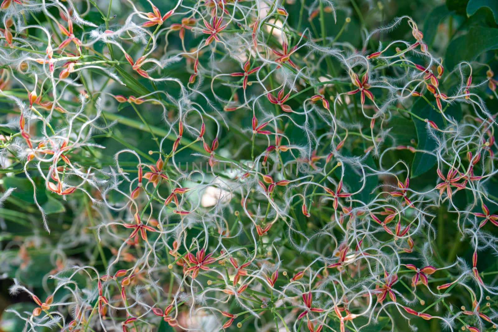 clematis seeds close-up as background. texture. High quality photo