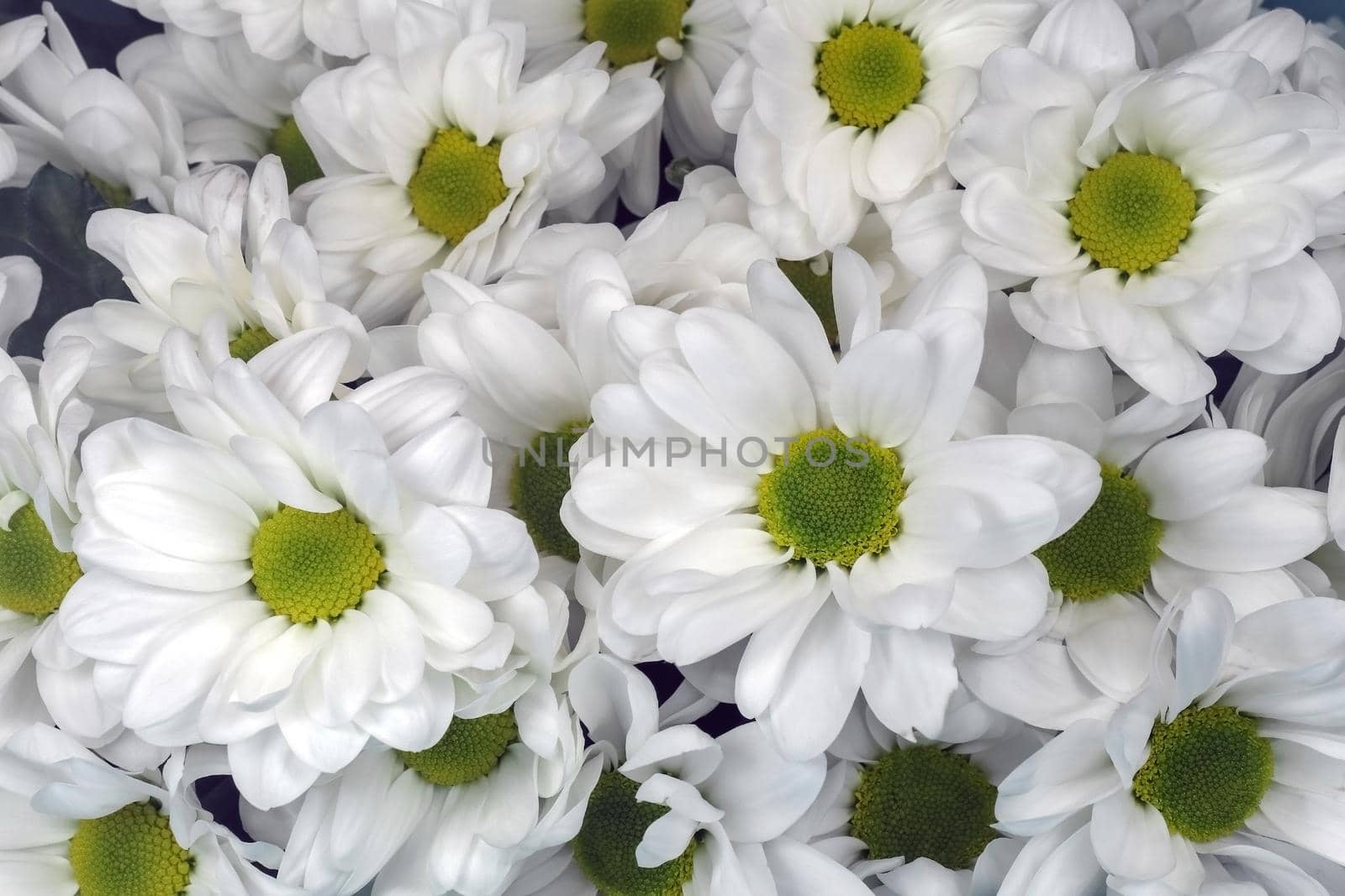 bouquet of chrysanthemums on a black background by roman112007