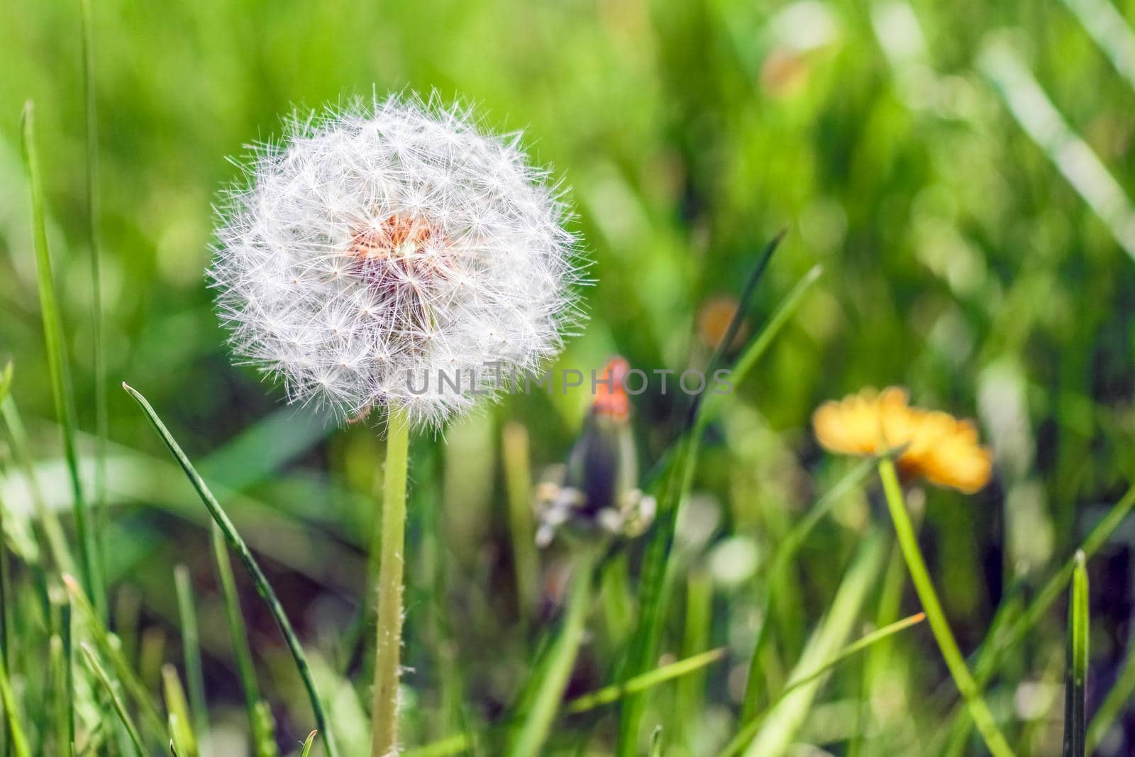 dandelion on a beautiful green background macro by roman112007