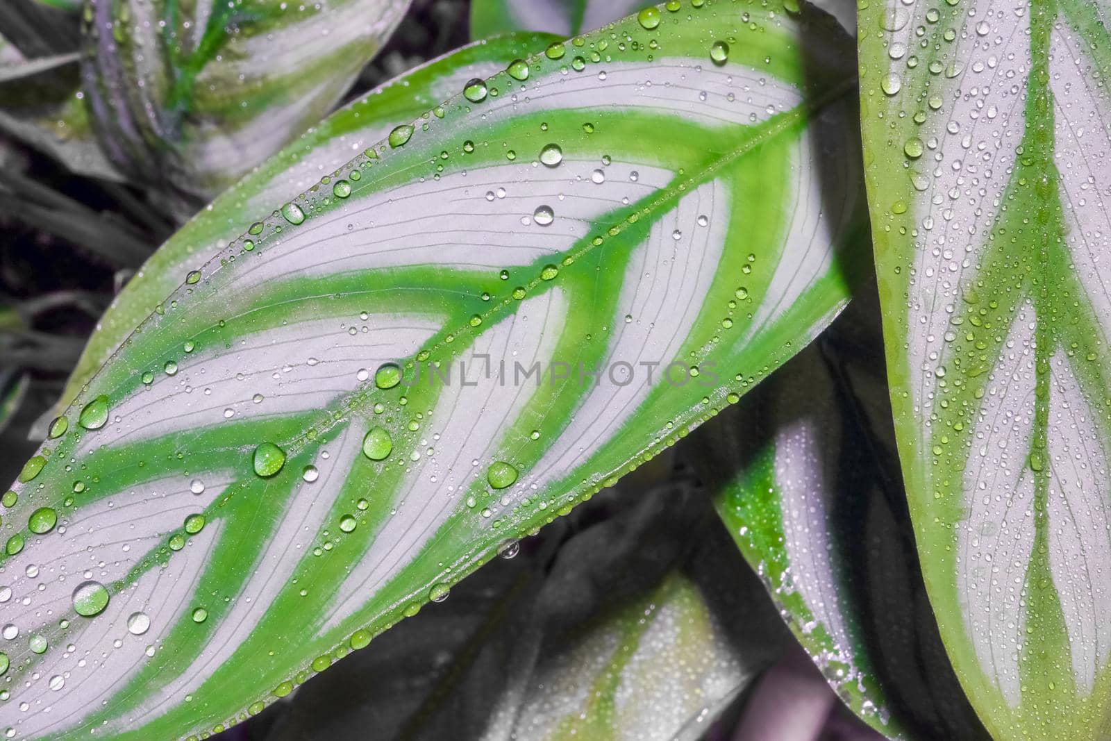 dew drops on a leaf on a beautiful background close up by roman112007