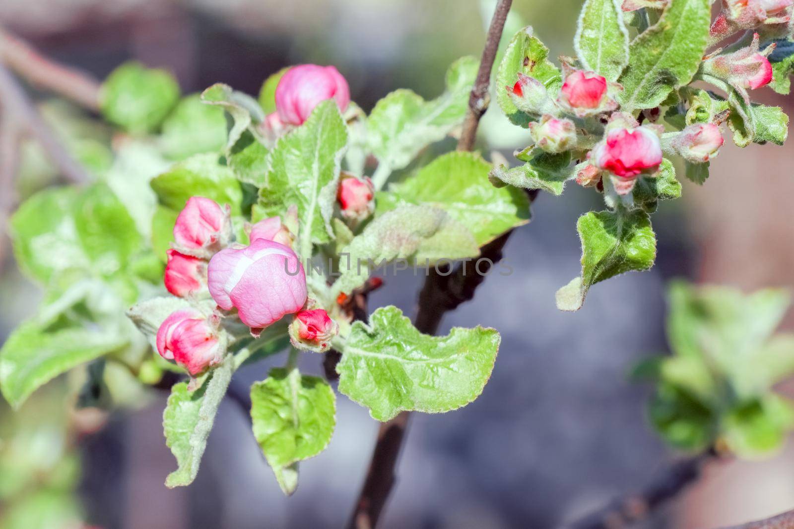 blooming tree branches for the entire frame. High quality photo