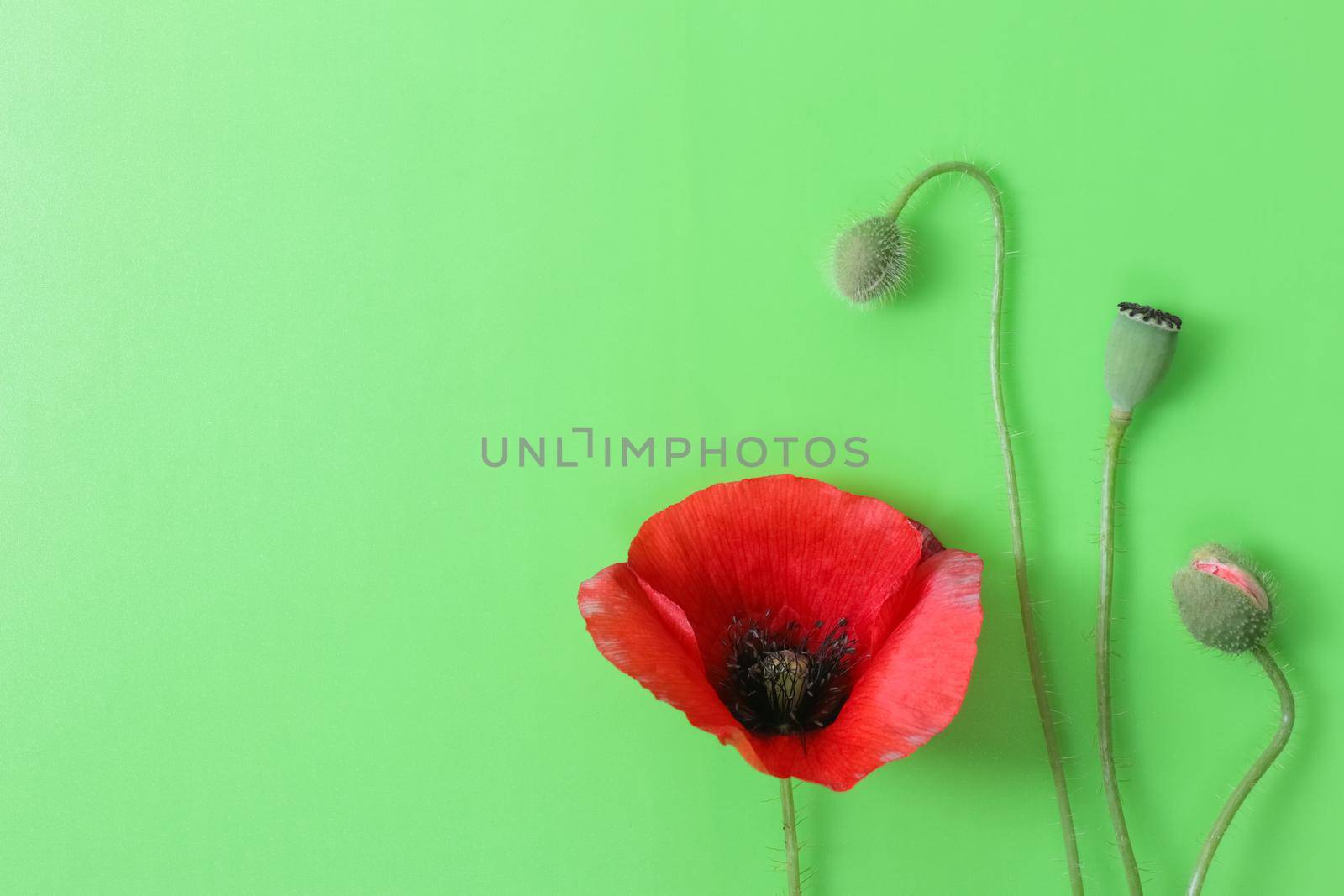 poppy on a green background. plant a poppy in the pharmaceutical industry. High quality photo