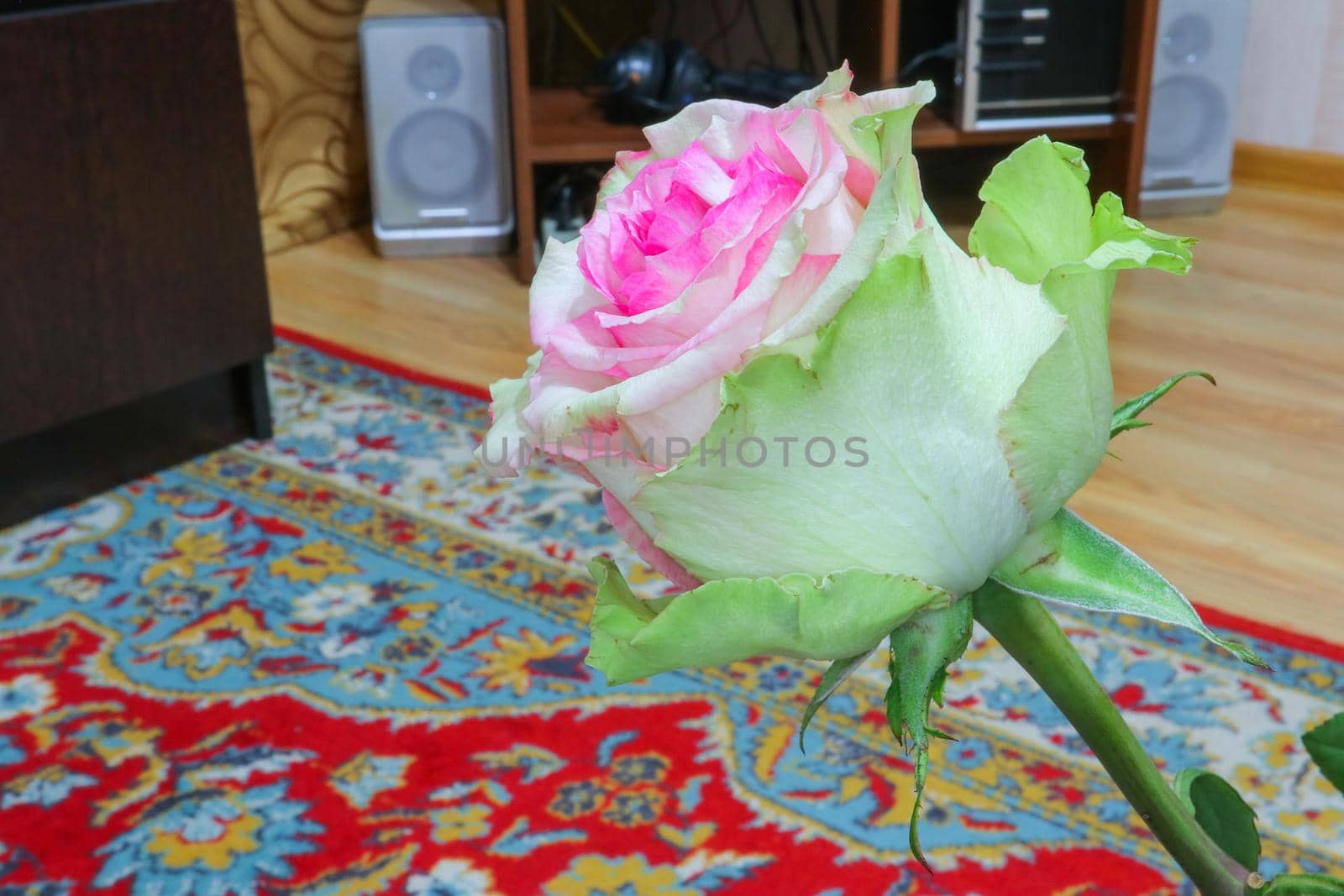 red roses on a purple background macro. High quality photo