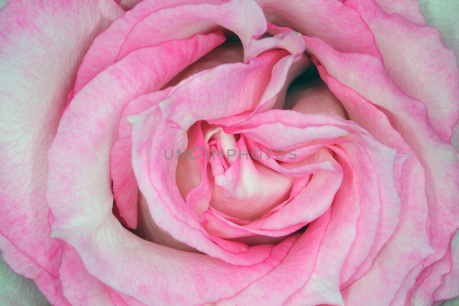 beautiful rosebud macro as a background for the entire frame