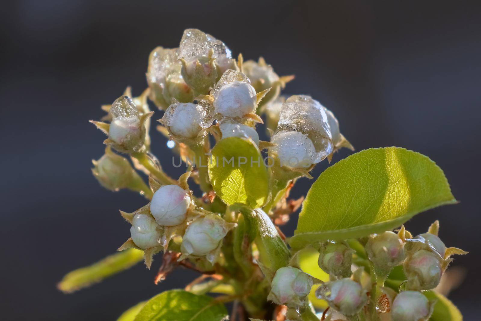 blooming tree branches with snow as background by roman112007