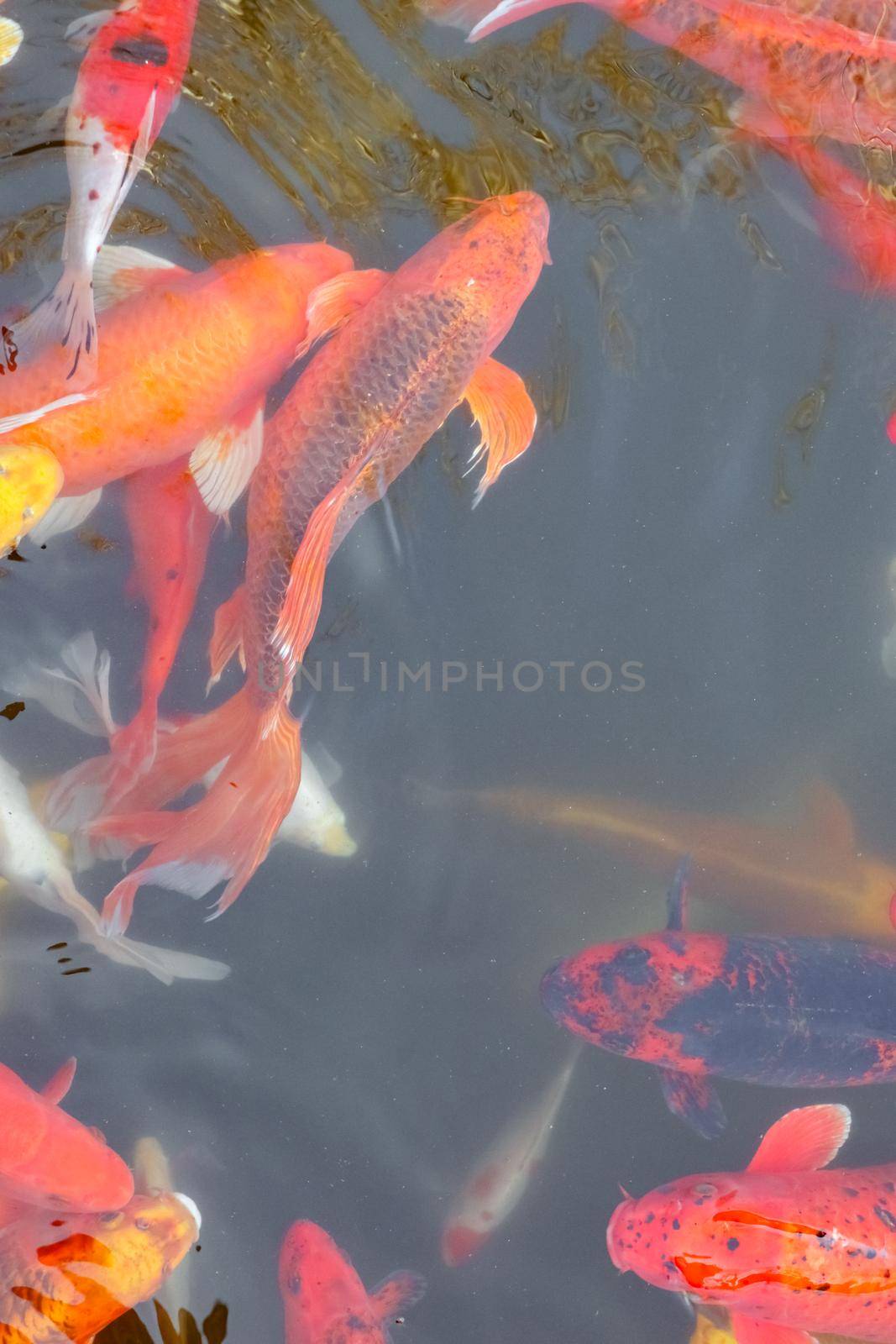 carp Chinese koi colorful fish swim in the water top view of the entire frame  by roman112007