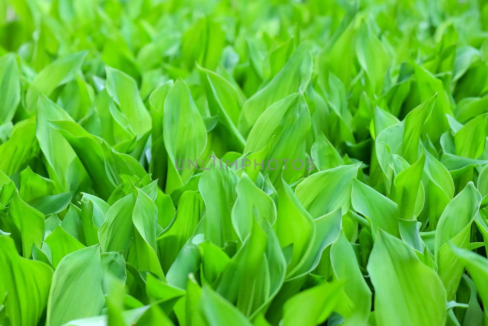 Many green lilies of the valley in the flower bed. Unripe flowers. Texture, background