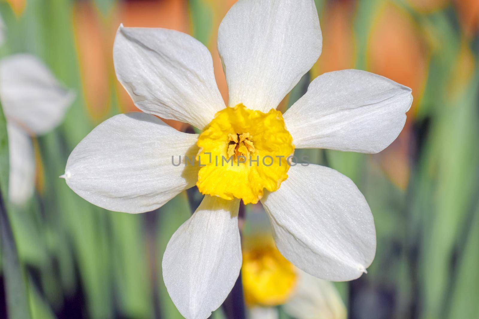 yellow daffodil on a plain background isolate. High quality photo