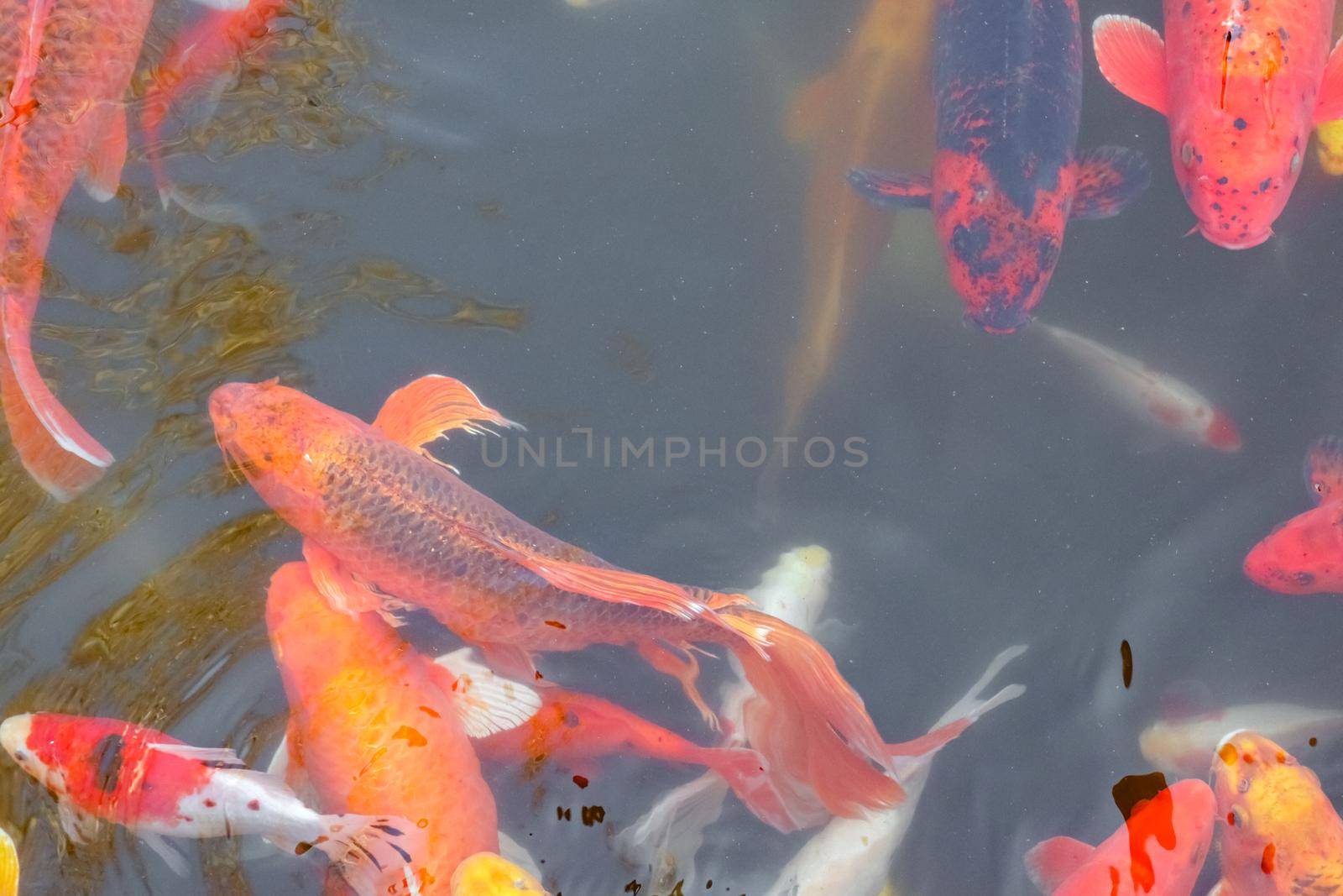 carp Chinese koi colorful fish swim in the water top view of the entire frame . High quality photo