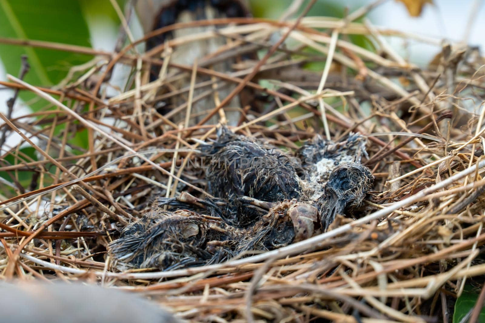The remains of the baby bird died inside its nest. by chiawth