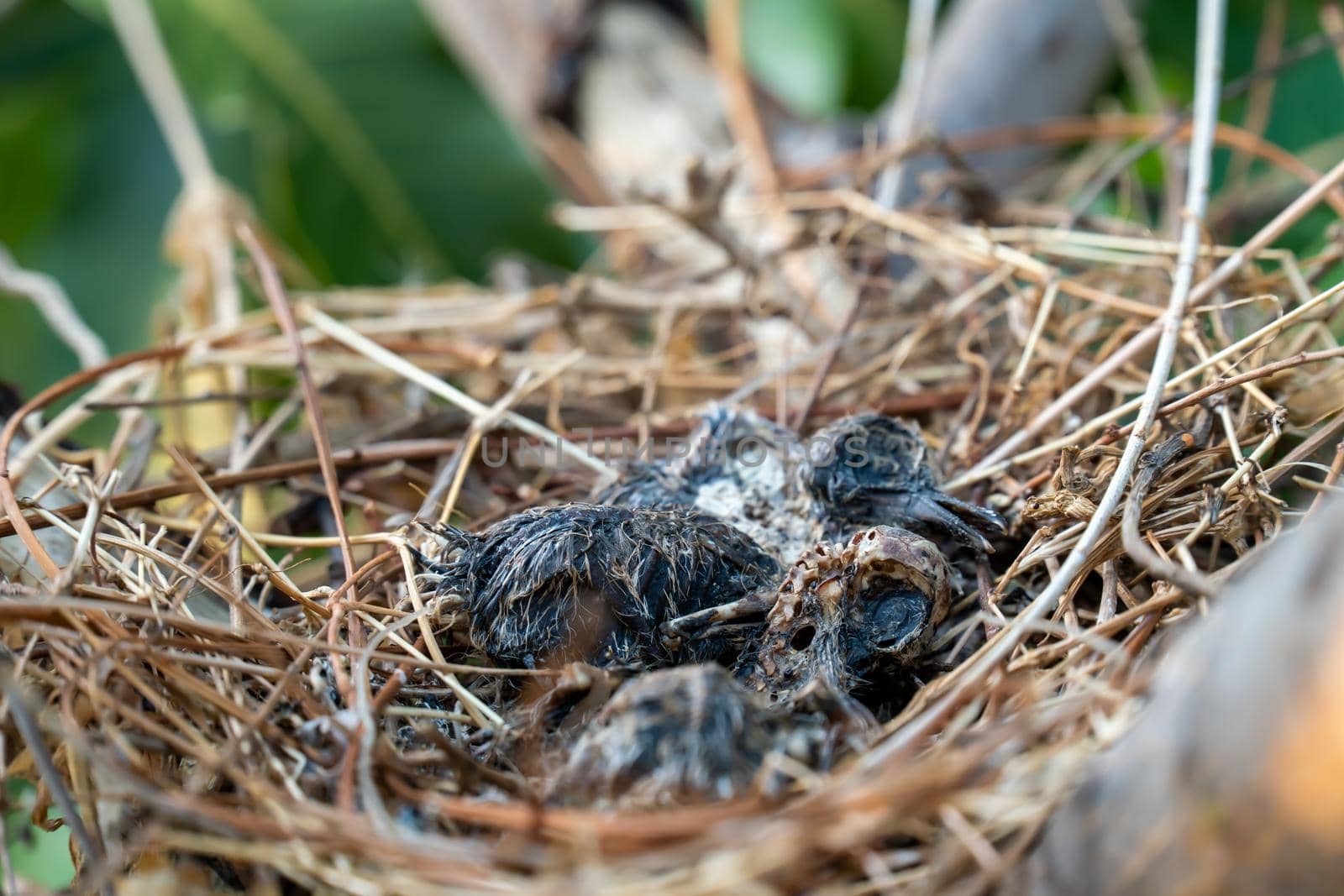 The remains of the baby bird died inside its nest. by chiawth