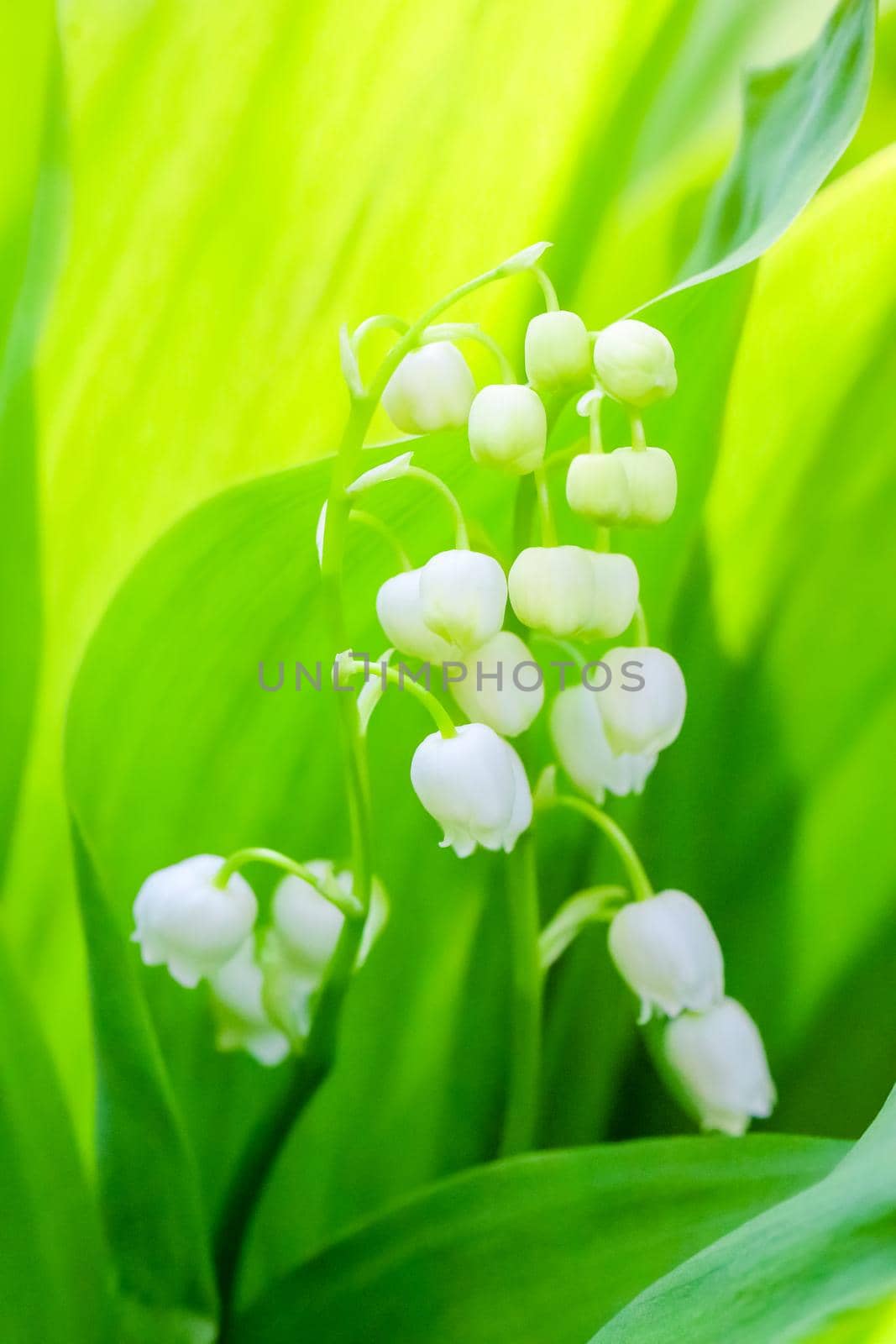 Tender sprig of lily of the valley in early morning. Blossoming spring garden