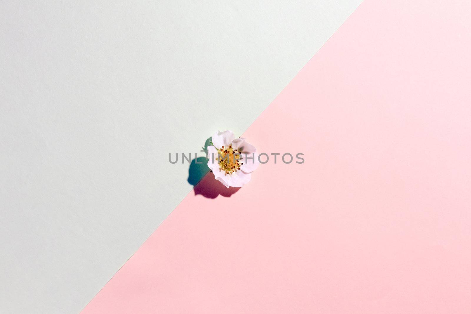 the petals of the flowers on multicolored background, top view by roman112007