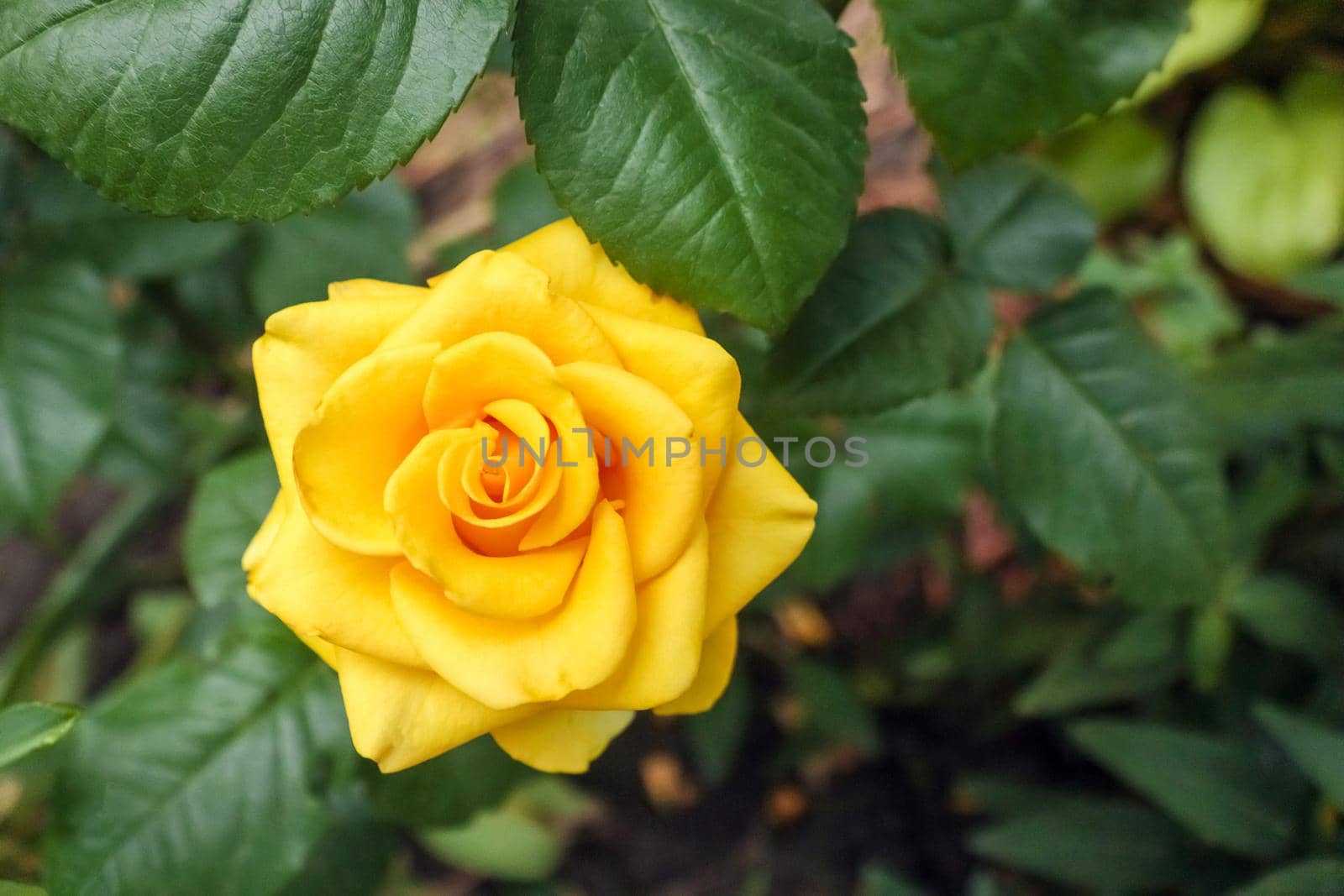 yellow rose on a green background close-up by roman112007